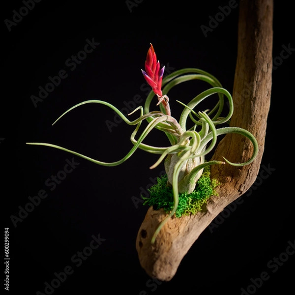 Obraz 黒バックに映える赤い花のエアプランツ・カプトメデューサエ　美しい