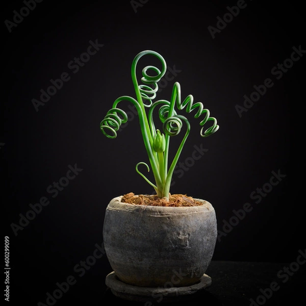 Obraz クルクルが黒バックに映えるアルブカ・スピラリス・フリズルシズル　美しい