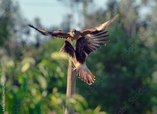 Obraz Tiuque peleando con otro Tiuque