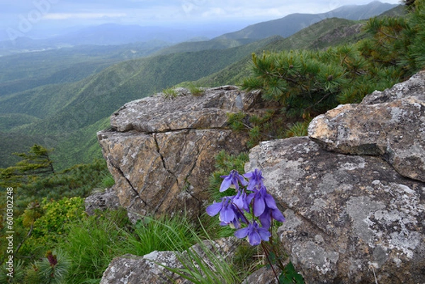 Obraz 岩場のミヤマオダマキ（北海道・アポイ岳）
