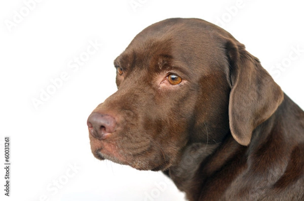 Obraz chocolate labrador