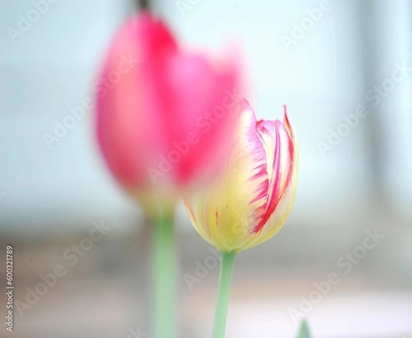 Obraz tulip