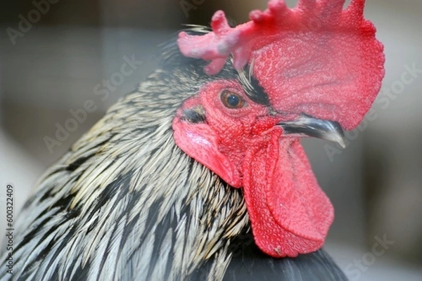 Fototapeta close up of a rooster