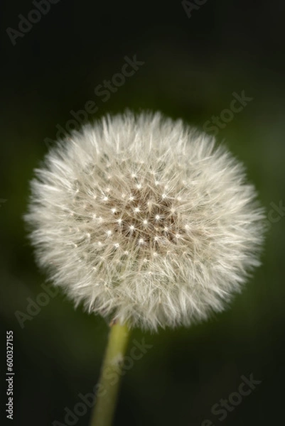 Obraz dandelion head