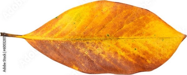 Obraz A yellow leaf