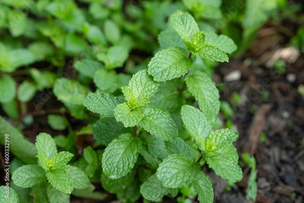 Fototapeta Fresh peppermint in the vegetable plot background. Close up beautiful mint, peppermint.