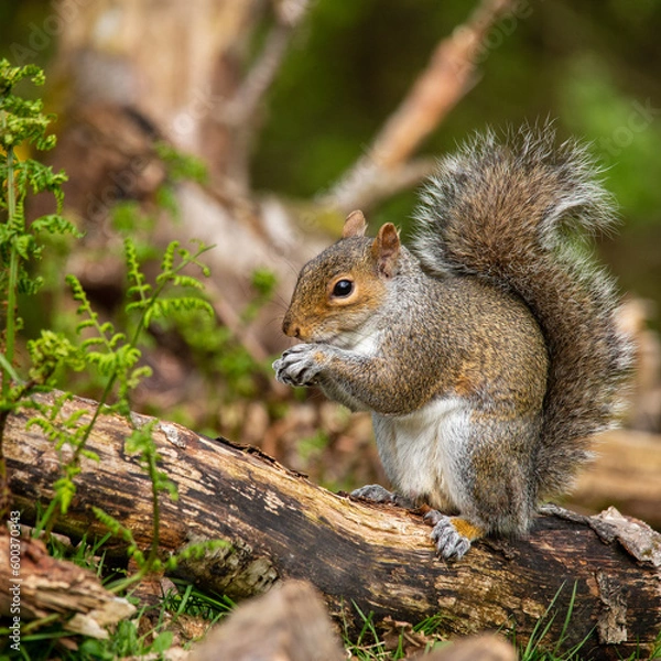 Obraz Grey Squirrel