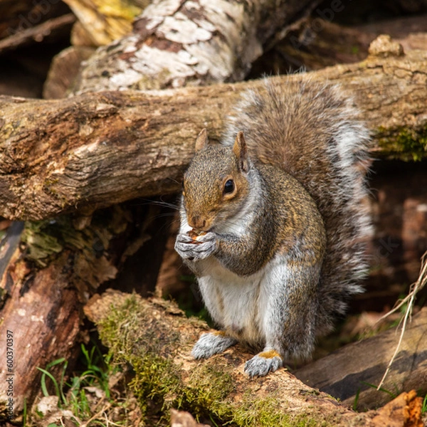 Obraz Grey Squirrel