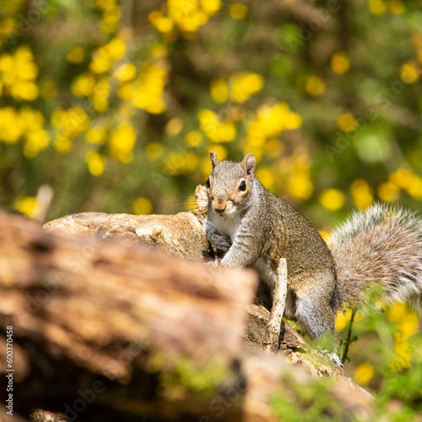 Obraz Grey Squirrel