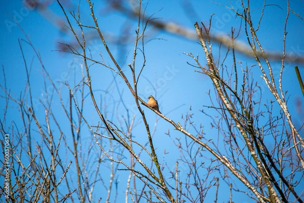 Obraz bull finch in tree