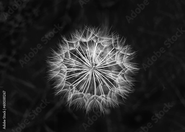 Obraz dandelion head