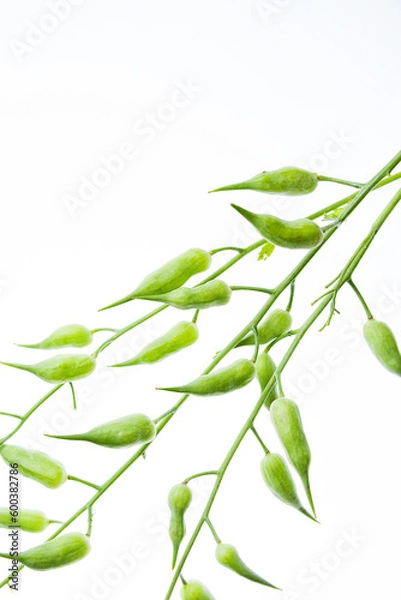 Obraz green beans in pods on a white background, legumes, macro photography