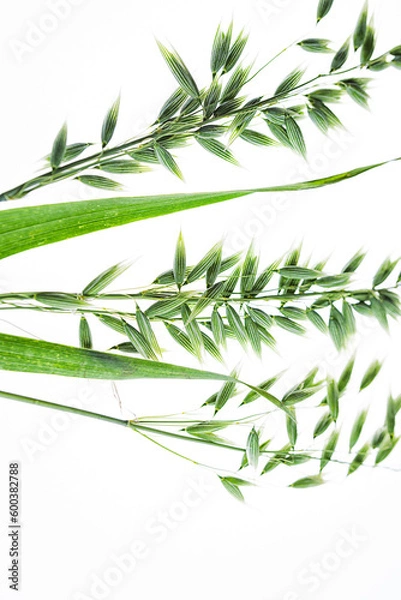 Obraz green oats on a white background, macro photography