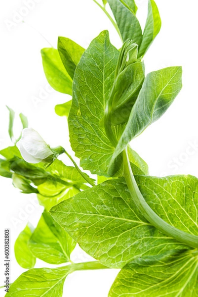 Obraz leaves of the tops of green peas, legumes, beans on a white background