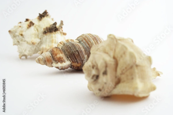 Fototapeta Shells