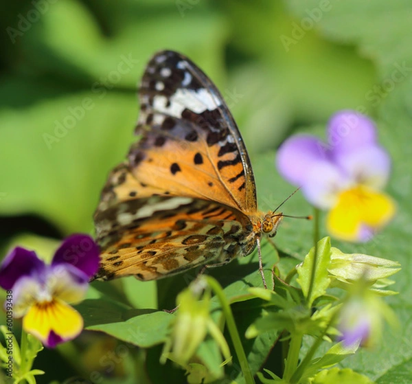 Fototapeta 吸蜜中のツマグロヒョウモンのメス