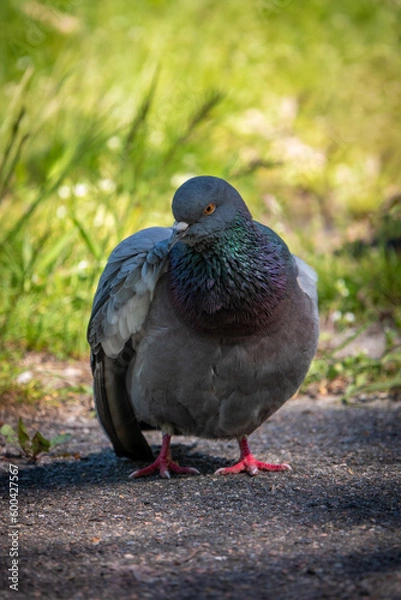 Fototapeta Beautiful photo of The pigeon and green grass. Gray Dove standing in grass. A bird on the street close up