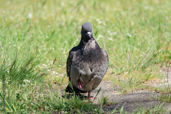 Fototapeta Beautiful photo of The pigeon and green grass. Gray Dove standing in grass. A bird on the street close up
