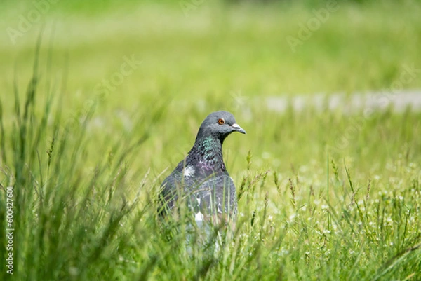 Fototapeta Beautiful photo of The pigeon and green grass. Gray Dove standing in grass. A bird on the street close up
