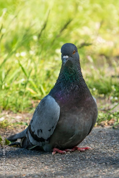 Fototapeta Beautiful photo of The pigeon and green grass. Gray Dove standing in grass. A bird on the street close up