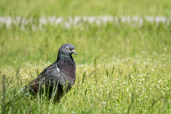 Fototapeta Beautiful photo of The pigeon and green grass. Gray Dove standing in grass. A bird on the street close up
