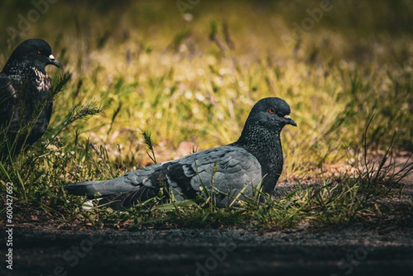 Fototapeta Beautiful photo of The pigeon and green grass. Gray Dove standing in grass. A bird on the street close up