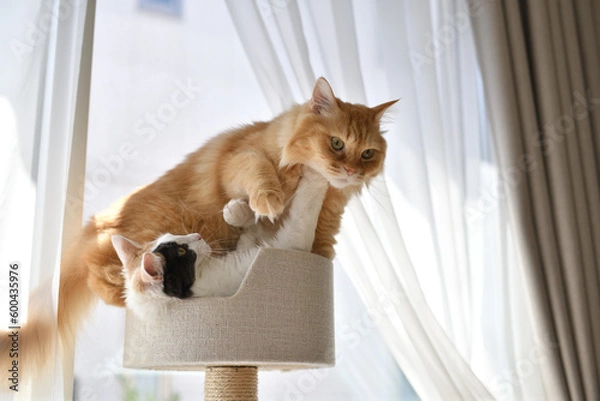 Obraz じゃれつく猫（マンチカン、メインクーン）