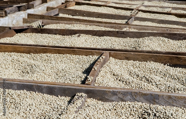 Obraz Drying coffee beans after the wet processing