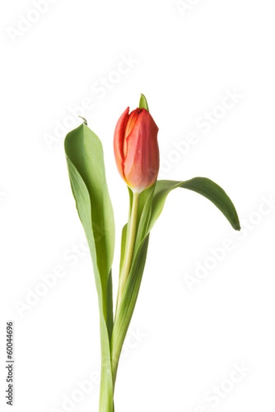 Fototapeta One separated tulip flower.