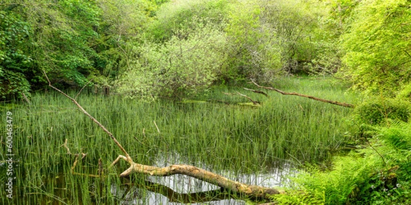 Obraz Flooded woodland