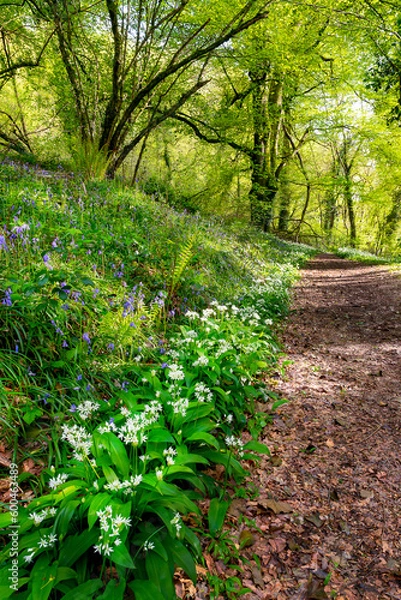 Obraz Wild Garlic Path in Woodland