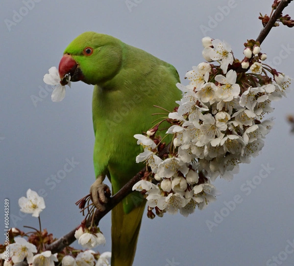 Obraz rose-ringed necked green parakeet (Psittacula krameri), 