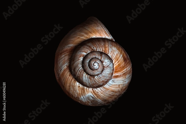 Fototapeta Snail shell isolated on black background