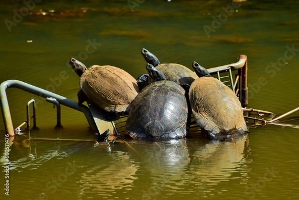 Obraz Turtles relaxing in the sun