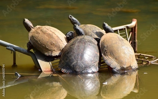 Fototapeta Turtles relaxing in the sun