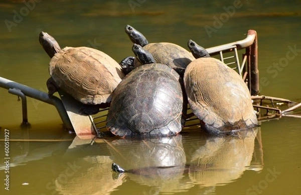Obraz Turtles relaxing in the sun