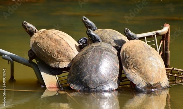 Fototapeta Turtles relaxing in the sun