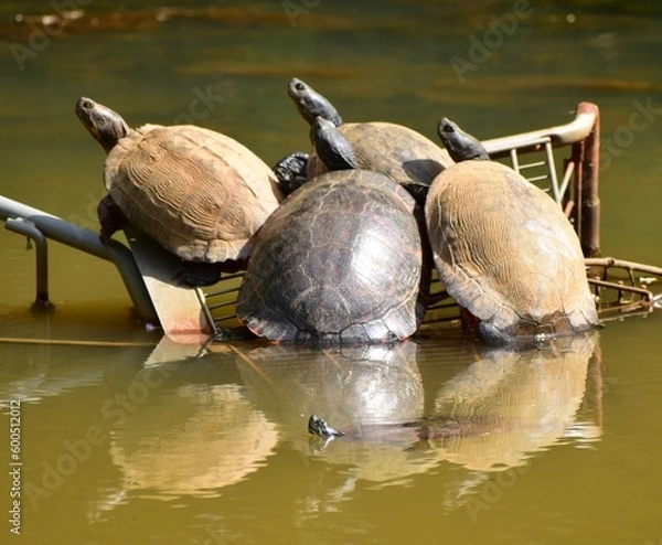 Obraz Turtles relaxing in the sun