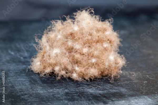 Obraz Eiderdown Feathers