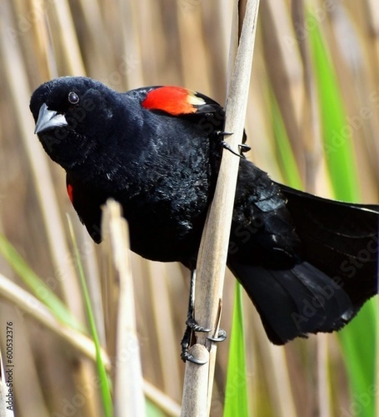 Obraz Red-Winged Blackbird