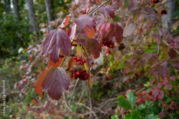 Fototapeta rite Beeren