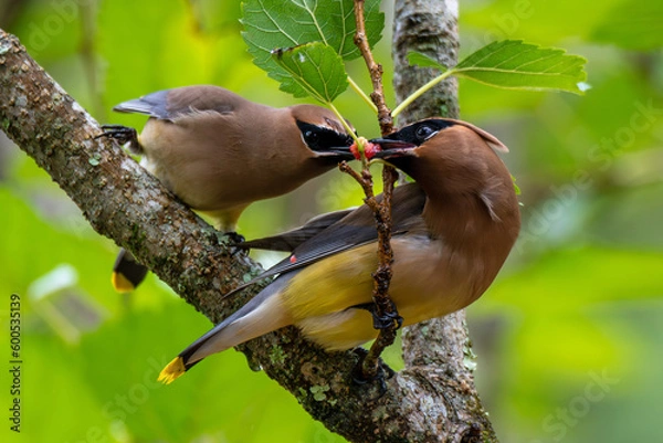 Obraz cedar waxwings eating berries