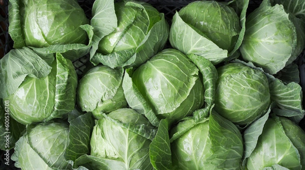 Fototapeta background of ripe early cabbage, top view. green cabbage in the market.