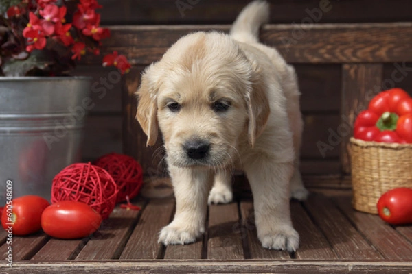 Fototapeta golden retriever puppy  in a rustic style