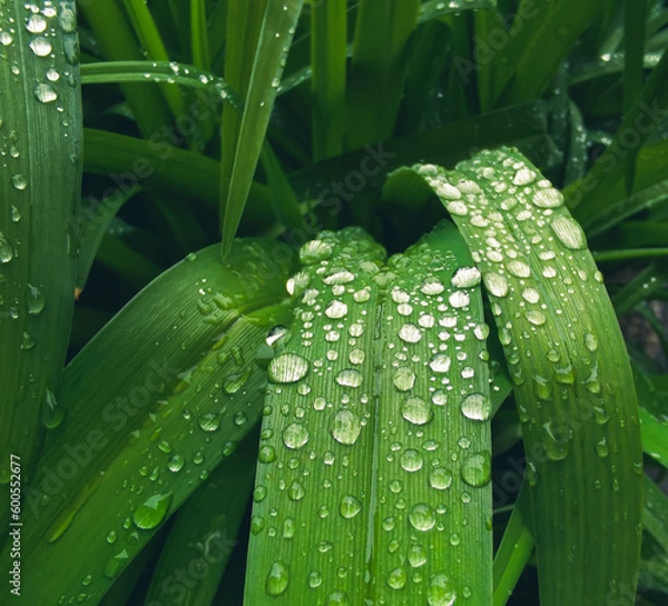 Obraz Raindrops on green long leaves
