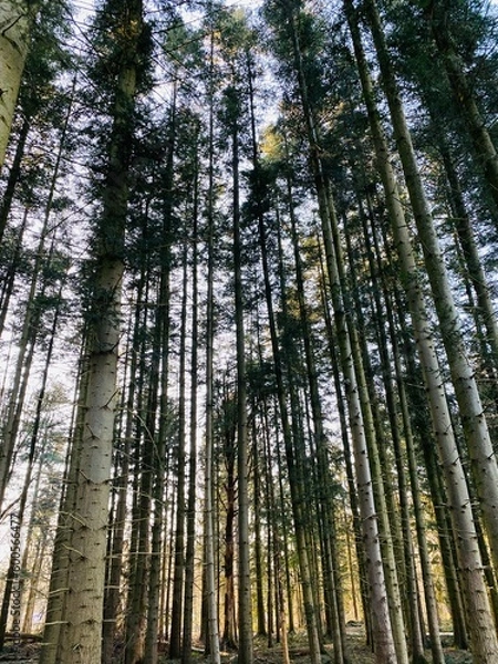 Fototapeta Tree line