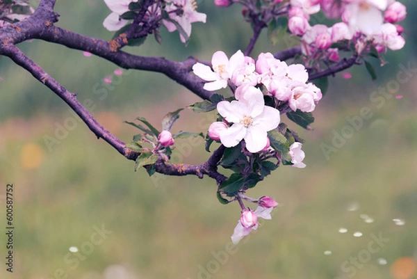 Fototapeta Blossoming cherry tree branch on spring nature blurry background