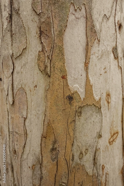 Fototapeta Eucalyptus wood texture
