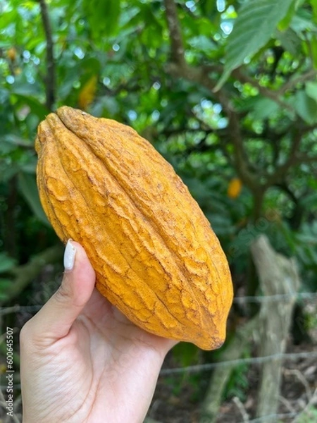 Obraz hand holding a cacao