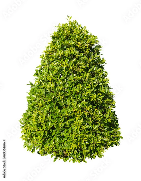 Obraz Green bush isolated on white background
